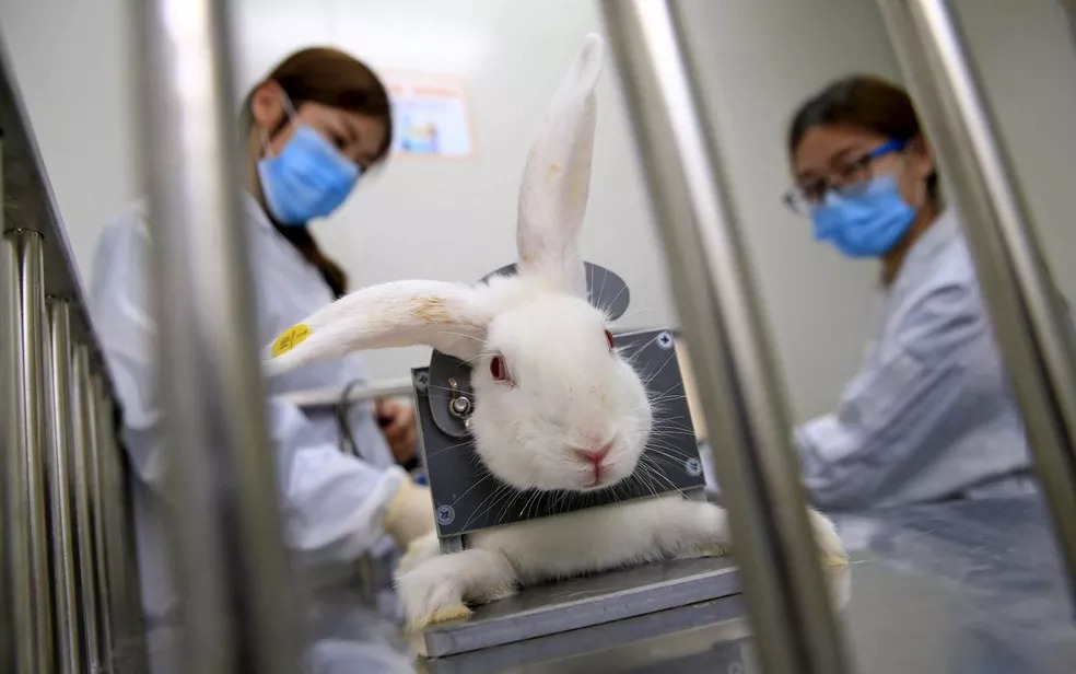 Imagem Ilustrando a Notícia: Casas de cosméticos podem ser proibidas de vender produtos que realizam testes em animais