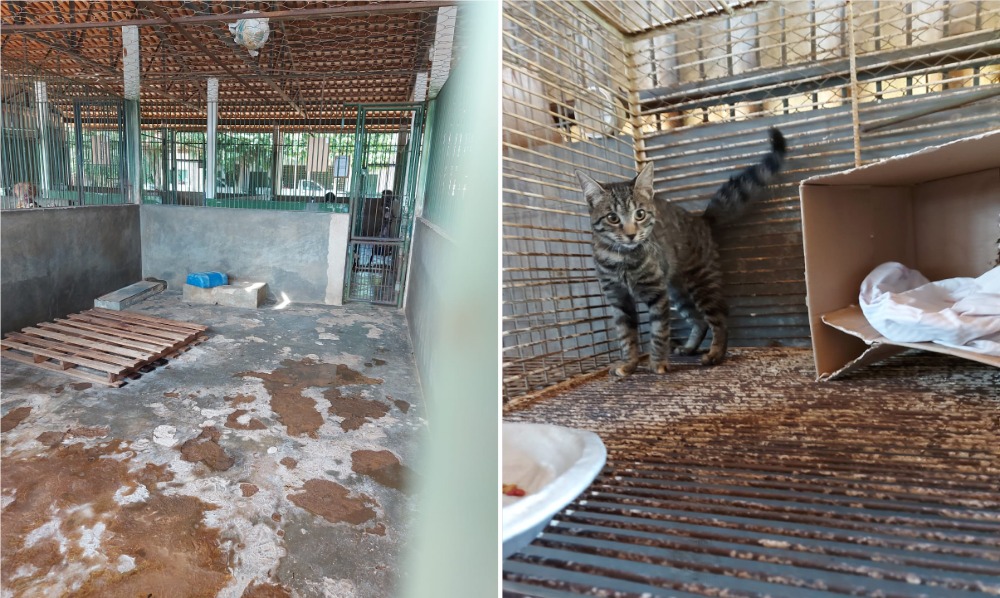 Imagem Ilustrando a Notícia: Ativistas denunciam Centro de Zoonoses de Goiânia por maus-tratos contra cães e gatos da instituição; veja