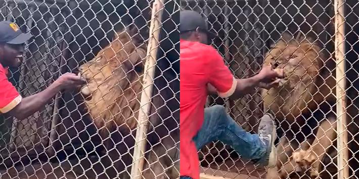 Imagem Ilustrando a Notícia: Tratador perde o dedo ao provocar leão em zoológico da Jamaica