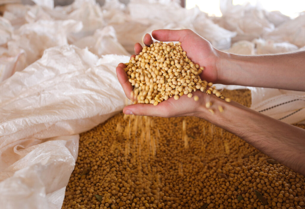 Imagem Ilustrando a Notícia: Produção de grãos goianos deve atingir mais de 28 milhões de toneladas