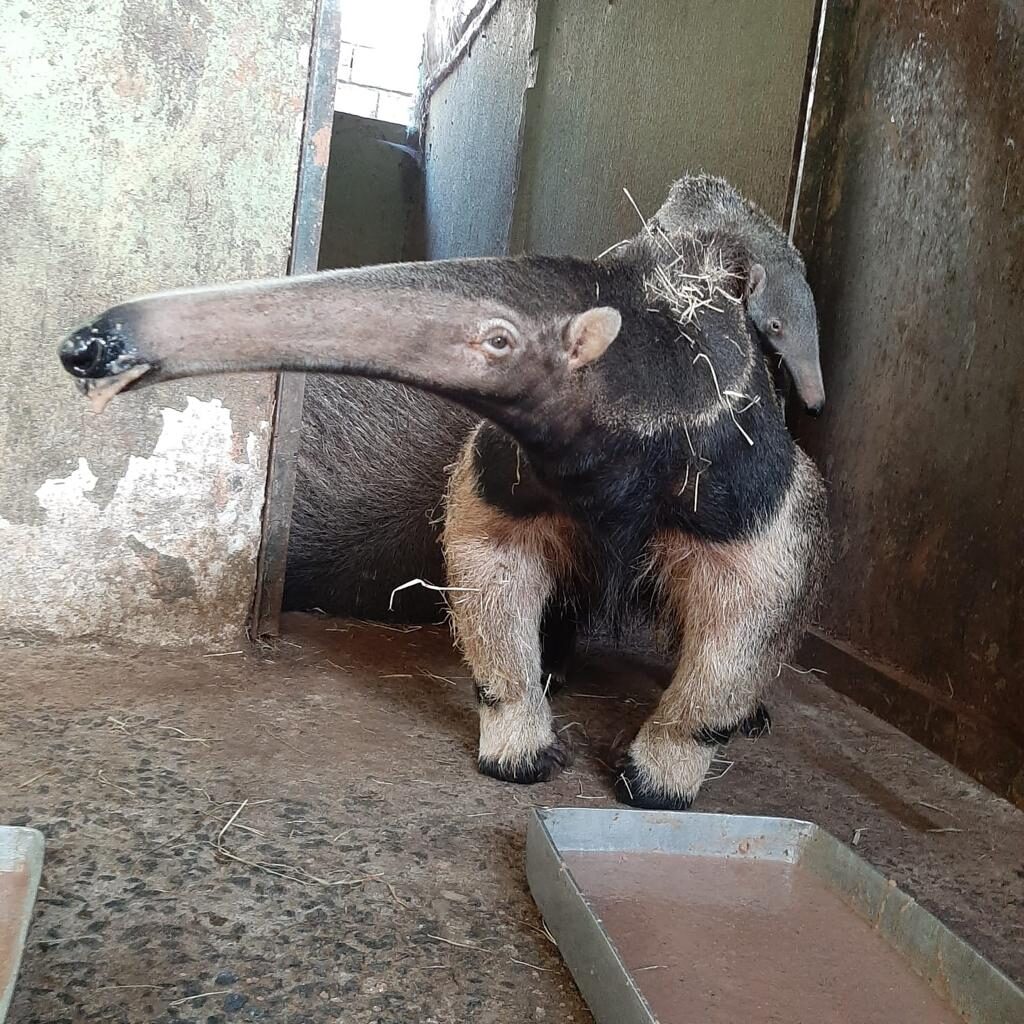 Imagem Ilustrando a Notícia: Novo filhote de tamanduá-bandeira chega aos zoológicos de Goiânia; saiba mais como visitar
