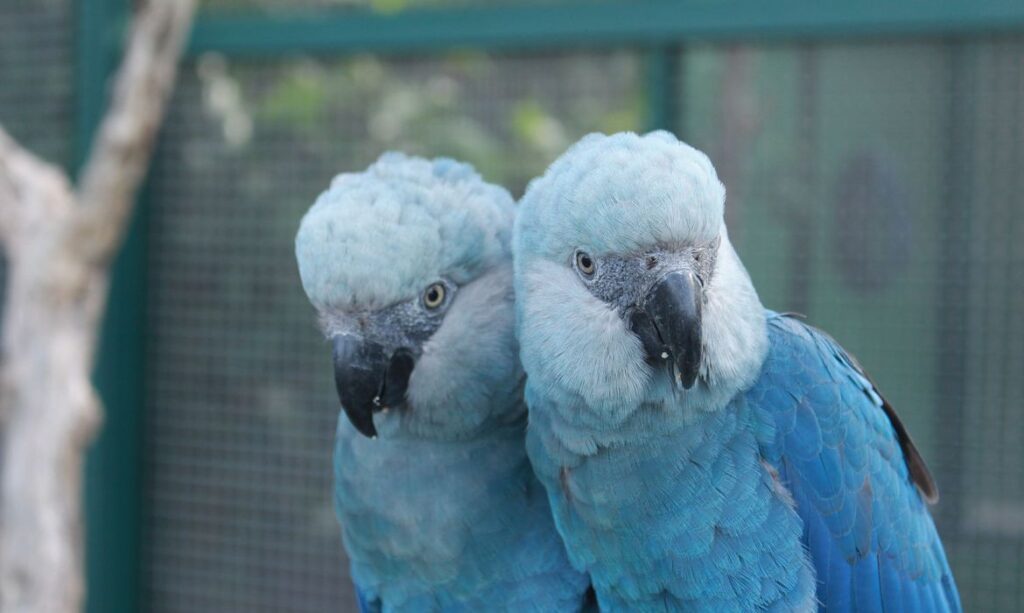 Imagem Ilustrando a Notícia: Ararinha Azul volta a ser vista nos céus da caatinga após 20 anos considera em extinção