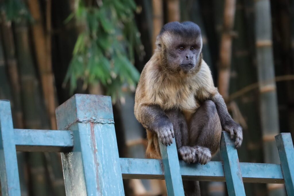 Imagem Ilustrando a Notícia: Após confirmação de casos da varíola dos macacos em Goiânia, Amma emite alerta sobre maus tratos