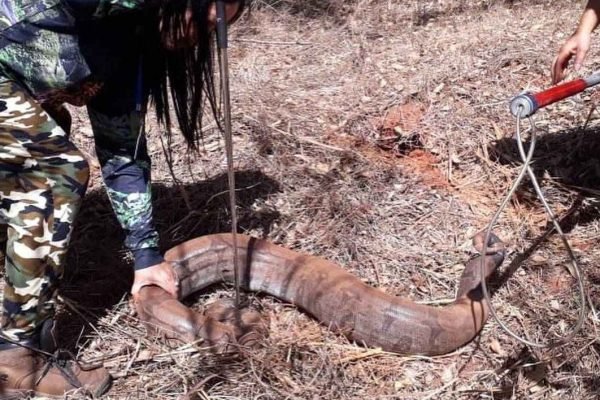 Imagem Ilustrando a Notícia: Cobra de 70kg é capturada em distrito de Anápolis; Veja o vídeo