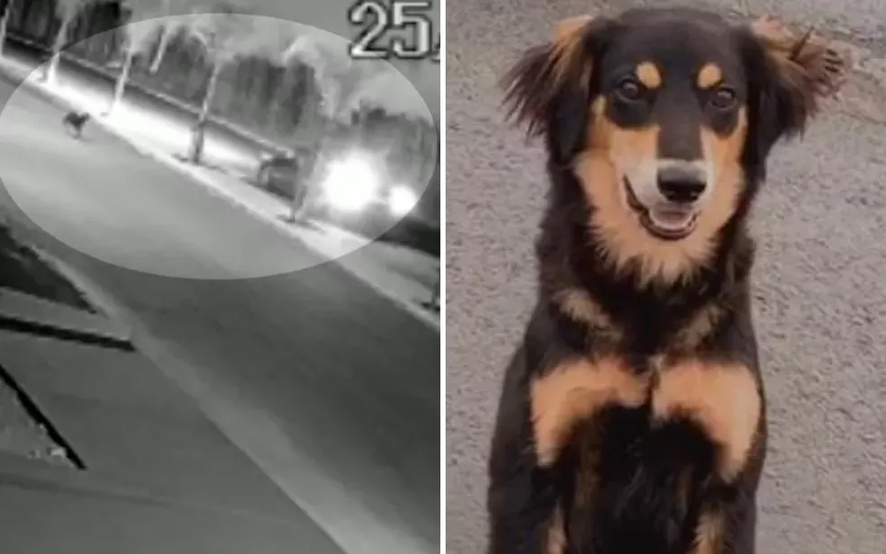Imagem Ilustrando a Notícia: Em Anápolis, cachorro morre após ser perseguido e baleado; vídeo
