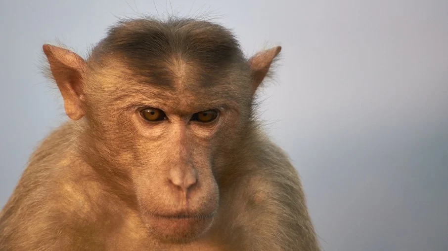 Imagem Ilustrando a Notícia: Macacos selvagens aterrorizam cidade no Japão