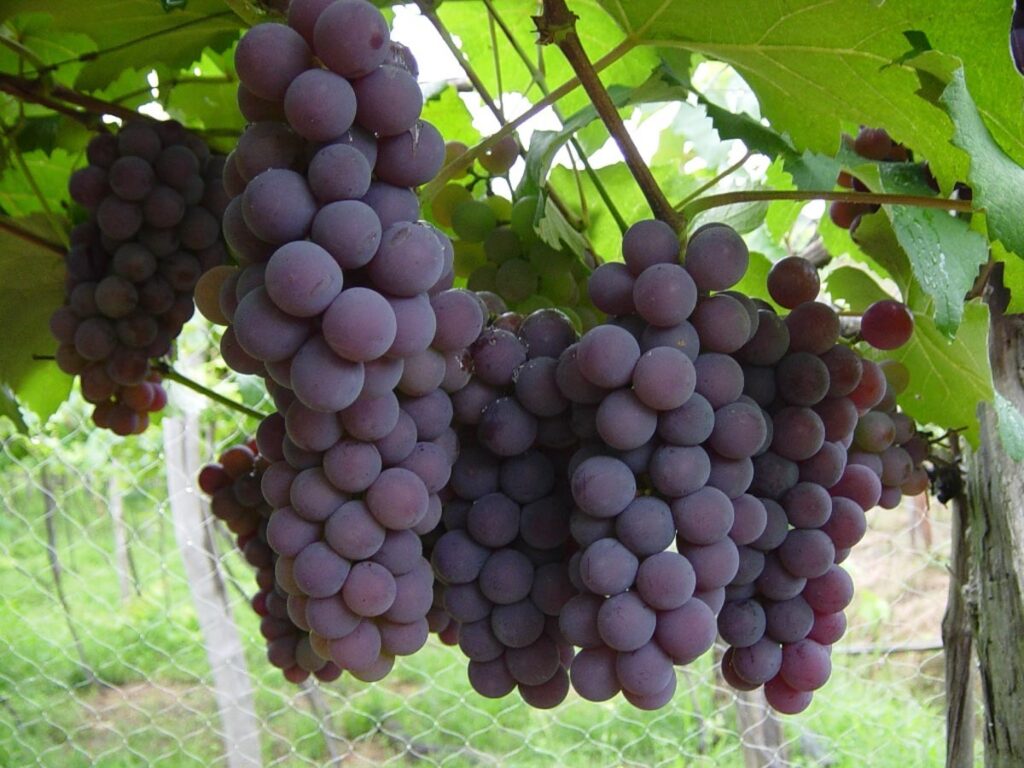 Imagem Ilustrando a Notícia: Produção de uva cresce 13,5% em Goiás na safra 2022