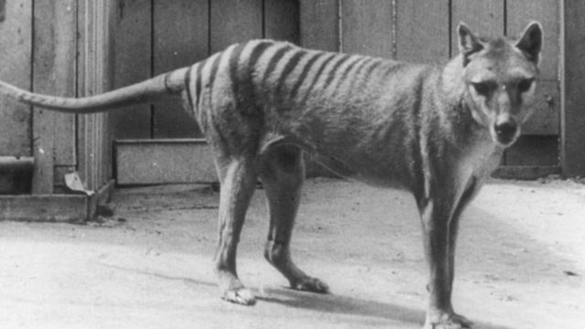 Imagem Ilustrando a Notícia: Tigre-da-Tasmânia: cientistas planejam ‘ressuscitar’ animal extinto há quase cem anos