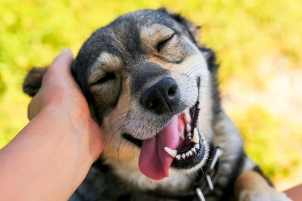 Imagem Ilustrando a Notícia: Amor animal: estudo mostra que cães ‘choram de felicidade’ quando reencontram donos
