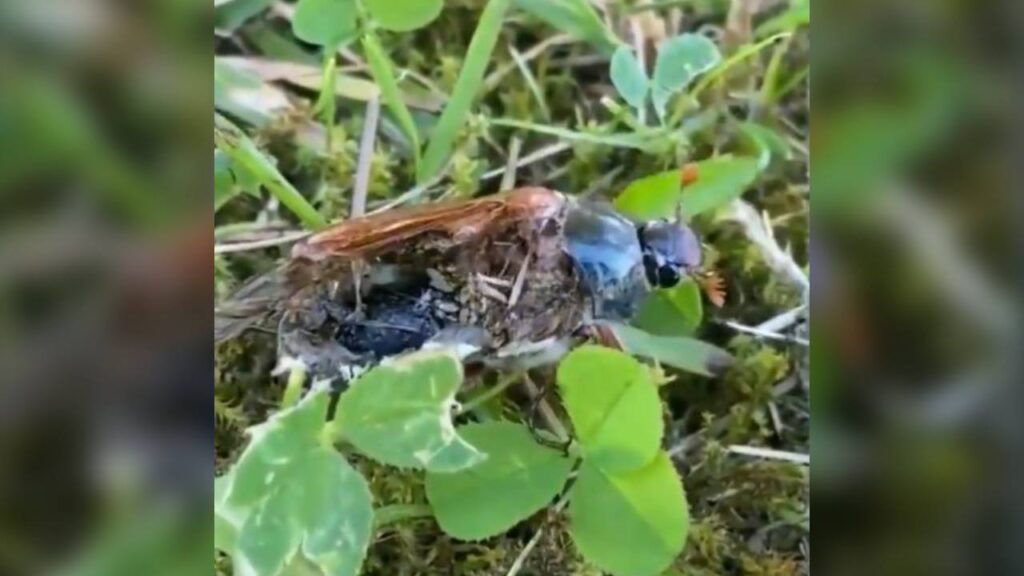 Imagem Ilustrando a Notícia: Viralizou: vídeo mostra inseto ‘zumbi’ caminhando com o corpo já em decomposição