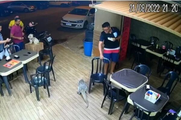 Imagem Ilustrando a Notícia: Ouriço invade lanchonete de Goiânia e assusta clientes; veja o vídeo