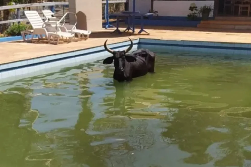 Imagem Ilustrando a Notícia: Vaca é resgatada pelo Corpo de Bombeiros após cair em piscina de casa em Goiás