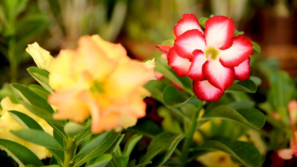 Imagem Ilustrando a Notícia: Aparecida de Goiânia recebe exposição nacional de orquídeas, rosas do deserto e cactos
