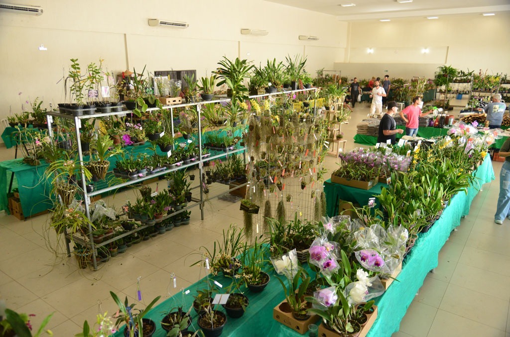Imagem Ilustrando a Notícia: Exposição de orquídeas, rosas do deserto e cactos em Aparecida se encerra neste domingo