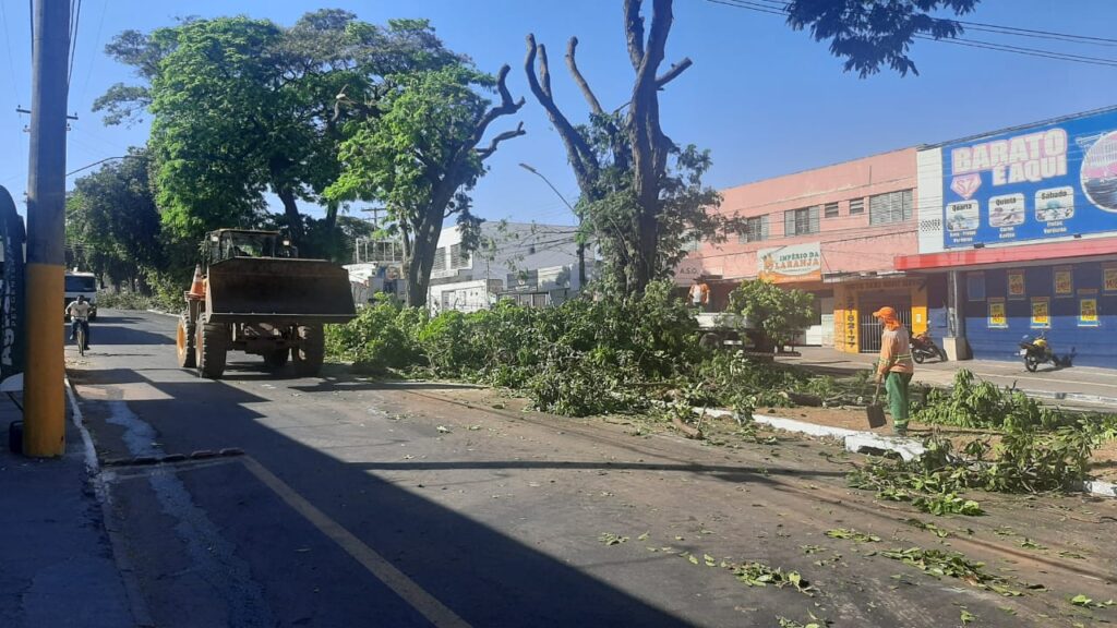 Imagem Ilustrando a Notícia: Prefeitura inicia retirada de jamelões que provocavam acidentes no Jardim Goiás