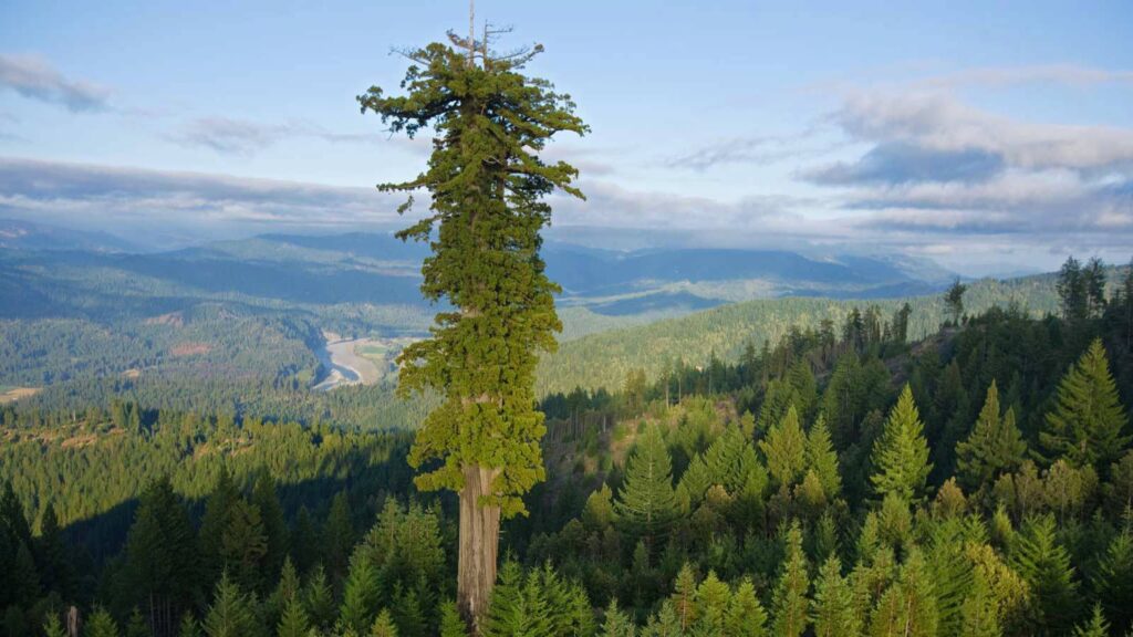 Imagem Ilustrando a Notícia: Árvore mais alta do mundo está interditada para público, sujeito a multa de U$$5.000