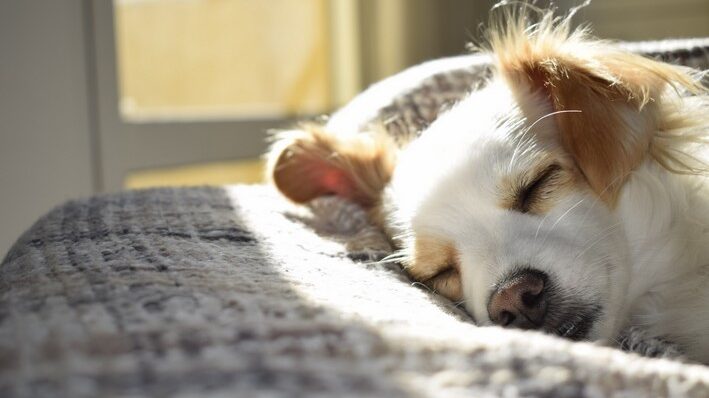 Imagem Ilustrando a Notícia: Como são os sonhos dos cães? Ciência diz que pets conseguem ressignificar momentos do dia