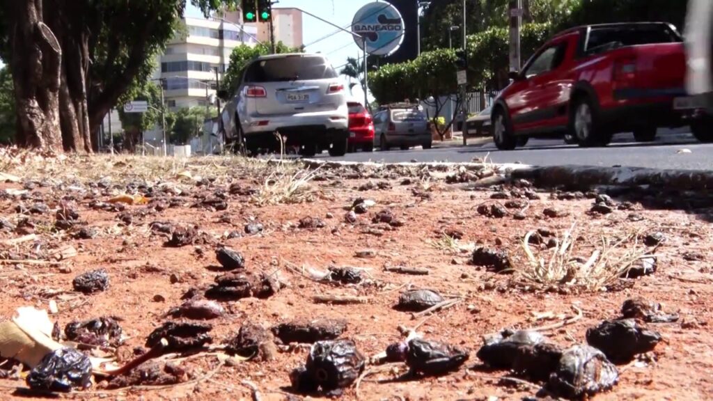 Imagem Ilustrando a Notícia: Evite as avenidas com jamelões em Goiânia com essas três rotas alternativas