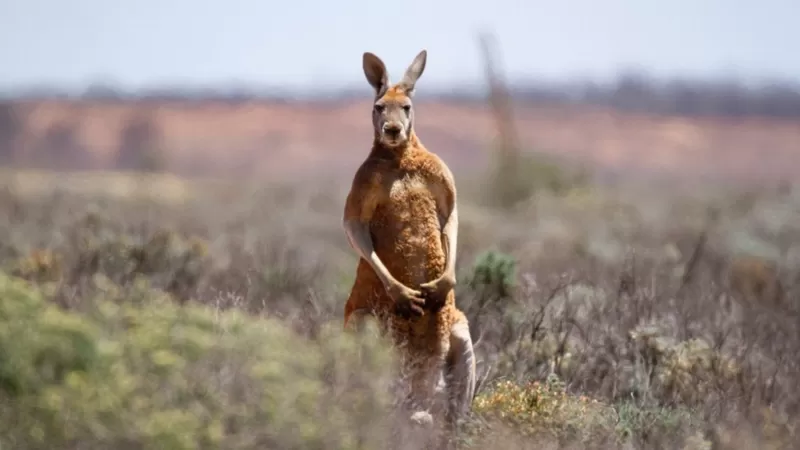 Imagem Ilustrando a Notícia: Polícia atira em Canguru após animal matar australiano que o matinha como pet de estimação