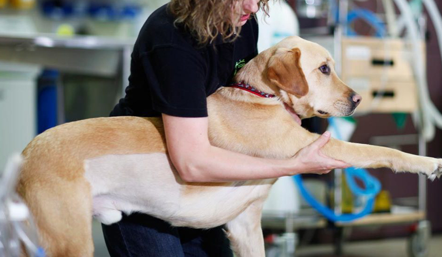 Imagem Ilustrando a Notícia: Animais de estimação recebem cuidados por meio da Fisioterapia Veterinária
