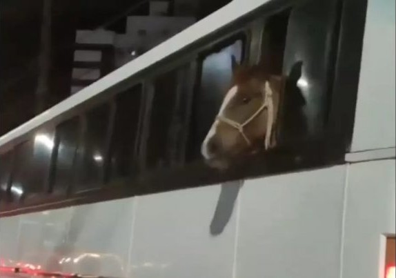 Imagem Ilustrando a Notícia: Cavalo é flagrado sendo transportado dentro de ônibus em Santa Catarina: ‘Não pode ser!’