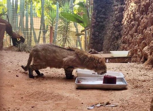 Imagem Ilustrando a Notícia: Animais do Zoológico recebem picolés durante onda de calor em Goiânia