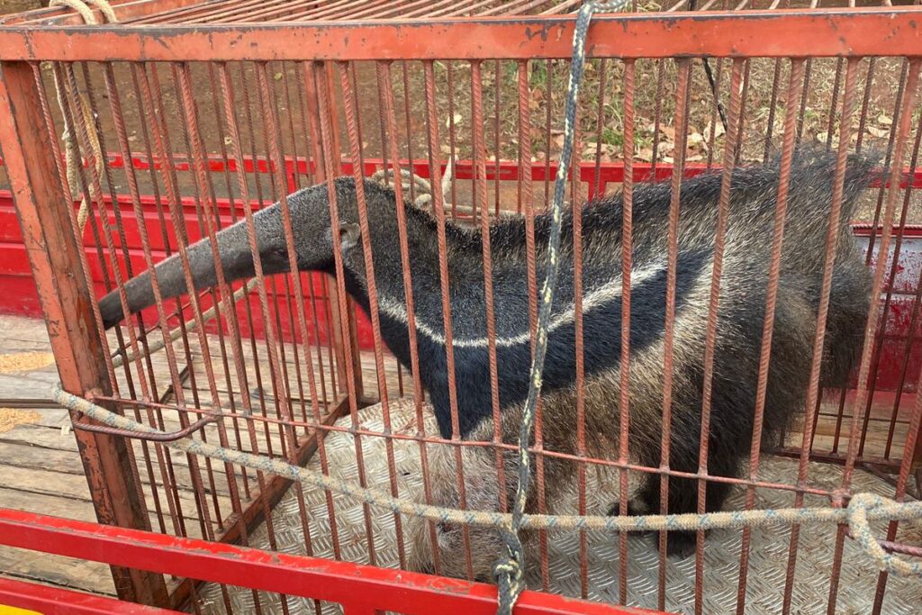 Imagem Ilustrando a Notícia: Bombeiros resgatam tamanduá ferido, em Goiânia