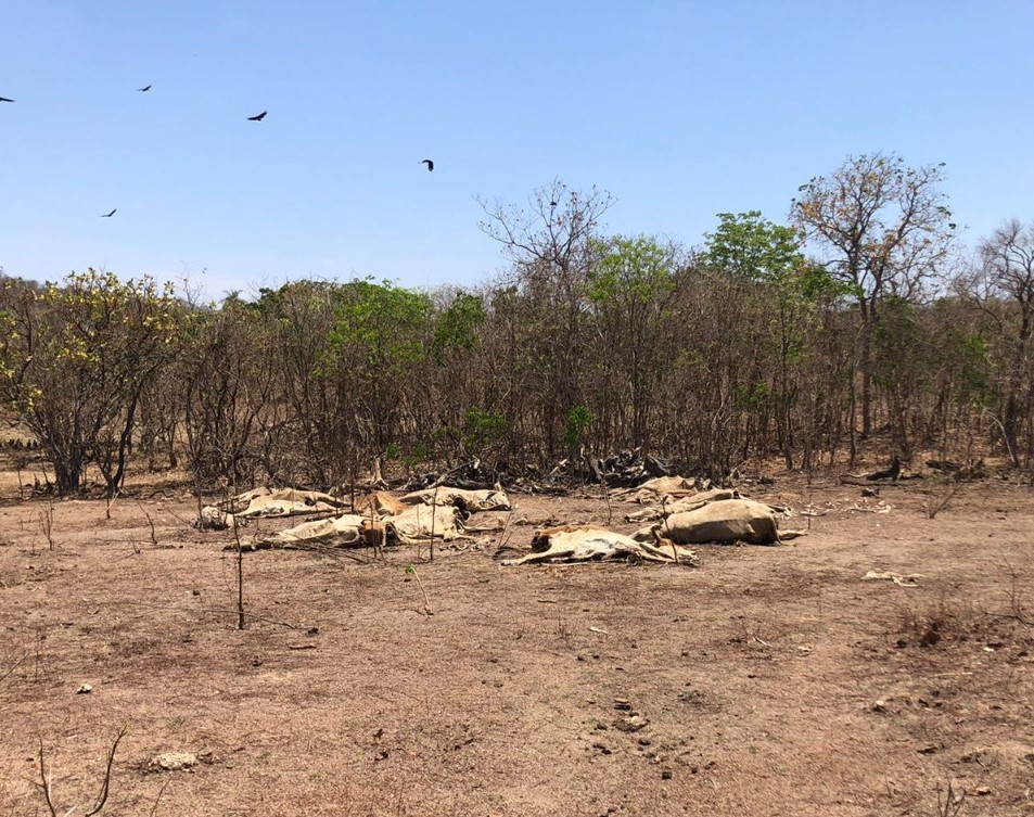 Imagem Ilustrando a Notícia: Centenas de animais são encontrados em situação de abandono e fome em Guarani de Goiás