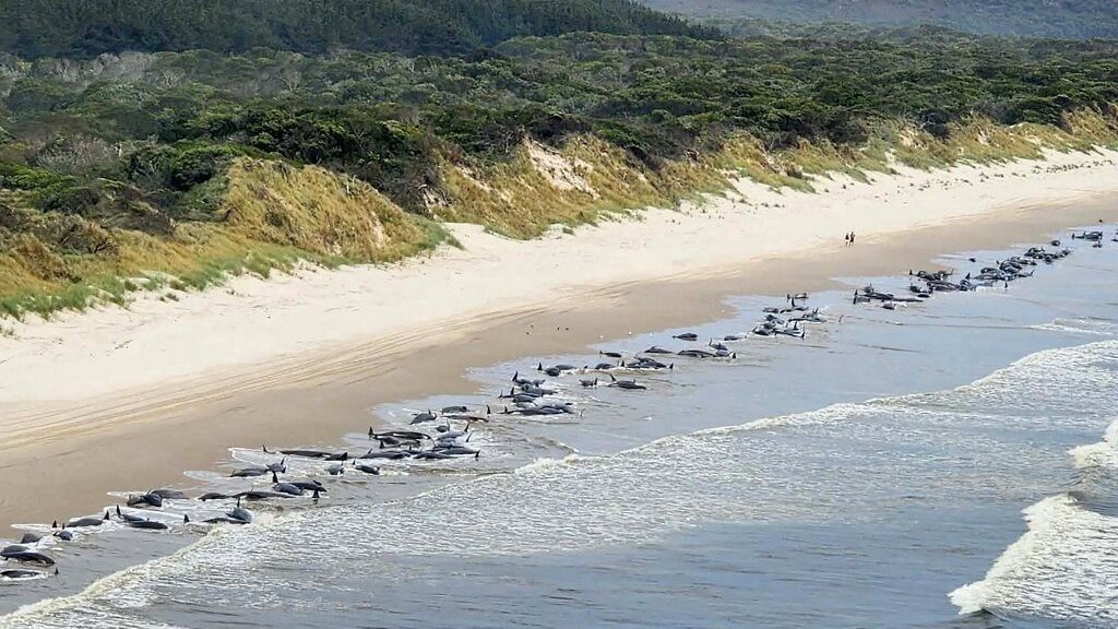 Imagem Ilustrando a Notícia: Tragédia: Cerca de 230 baleias encalham em praias da Tasmânia