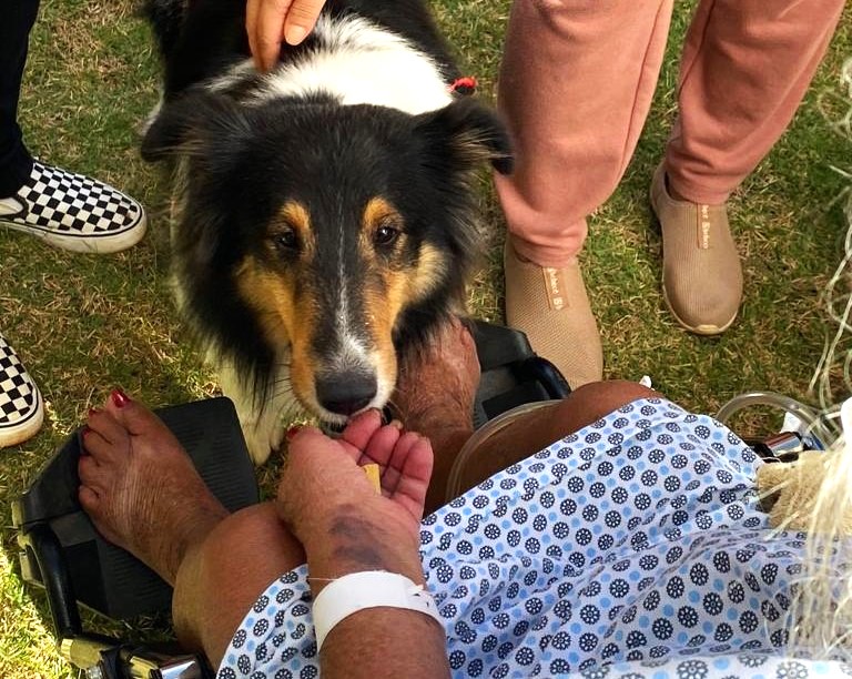 Imagem Ilustrando a Notícia: Cães visitam pacientes da HMAP em Aparecida nesta quinta-feira