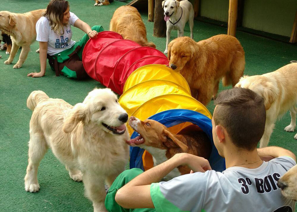 Imagem Ilustrando a Notícia: Creches para cachorro para você levar seu pet em Goiânia