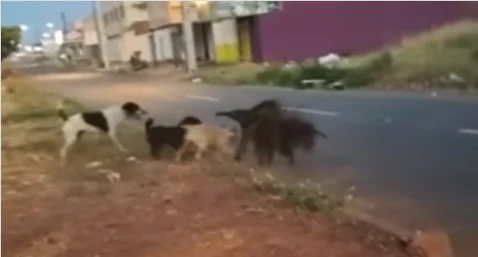 Imagem Ilustrando a Notícia: Tamanduá-bandeira é atacado por três cães, em Goiânia; assista ao vídeo