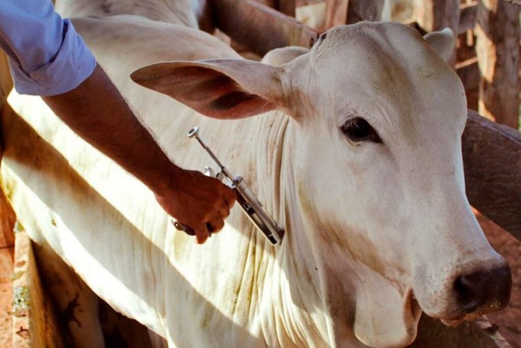 Imagem Ilustrando a Notícia: Goiás reforça campanha de vacinação contra febre aftosa para 24 milhões de animais