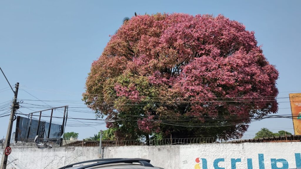 Imagem Ilustrando a Notícia: Única sapucaia de Goiânia chega aos 75 anos esbanjando cores e beleza