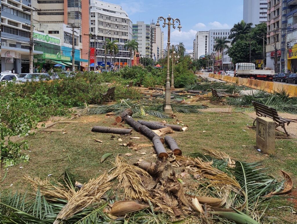 Imagem Ilustrando a Notícia: Prefeitura de Goiânia arranca 90 árvores na Avenida Goiás, para obras do BRT