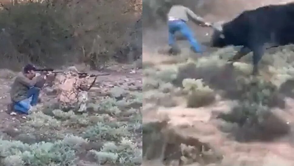Imagem Ilustrando a Notícia: Caçador mexicano atira em búfalo, que revida e o mata com chifrada