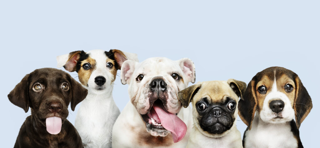 Imagem Ilustrando a Notícia: Doguinhos “superpoderosos” : Saiba alguns fatos surpreendentes sobre os cachorros