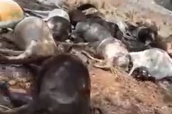 Imagem Ilustrando a Notícia: Vídeo: Queda de raio mata 40 vacas, em Crixás