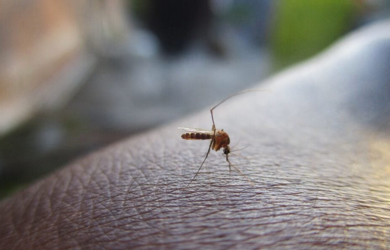 Imagem Ilustrando a Notícia: Em 12 anos, casos de dengue em Goiás cresceram quase 300%