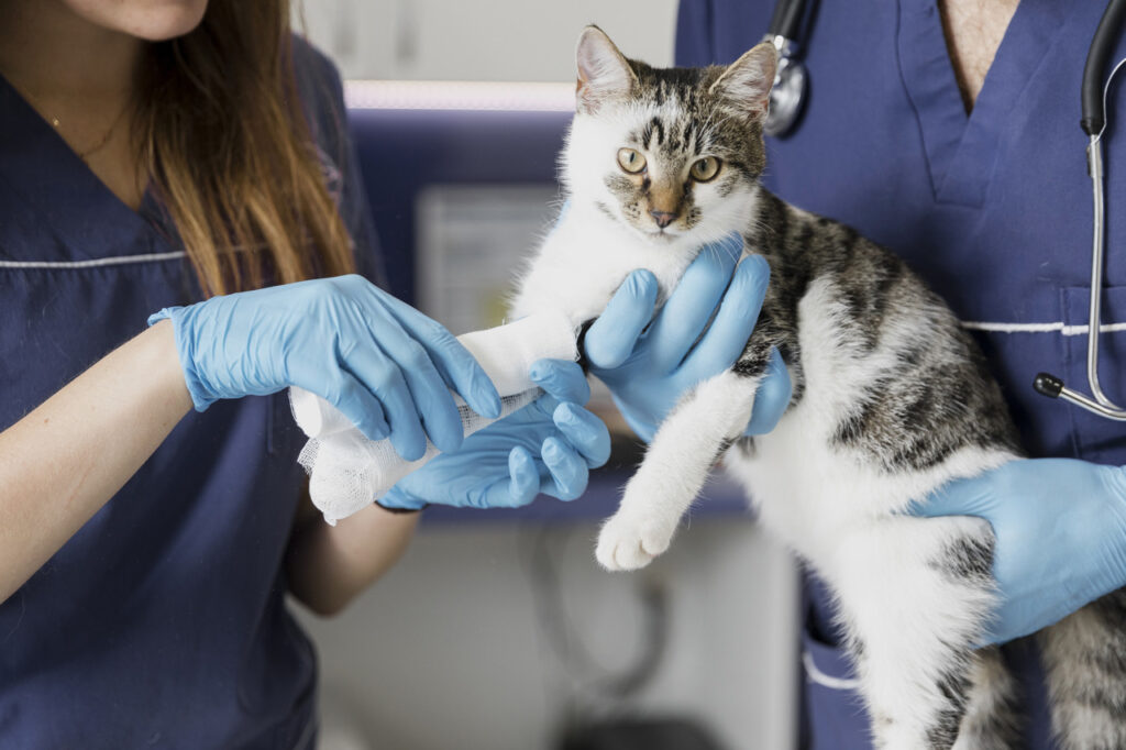Imagem Ilustrando a Notícia: Como a Fisioterapia Veterinária pode tratar seu pet