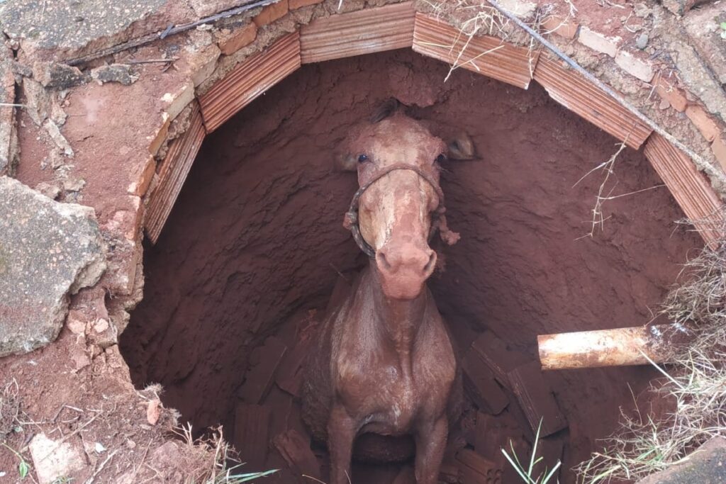 Imagem Ilustrando a Notícia: Bombeiros retiram cavalo de fossa, em Goianira