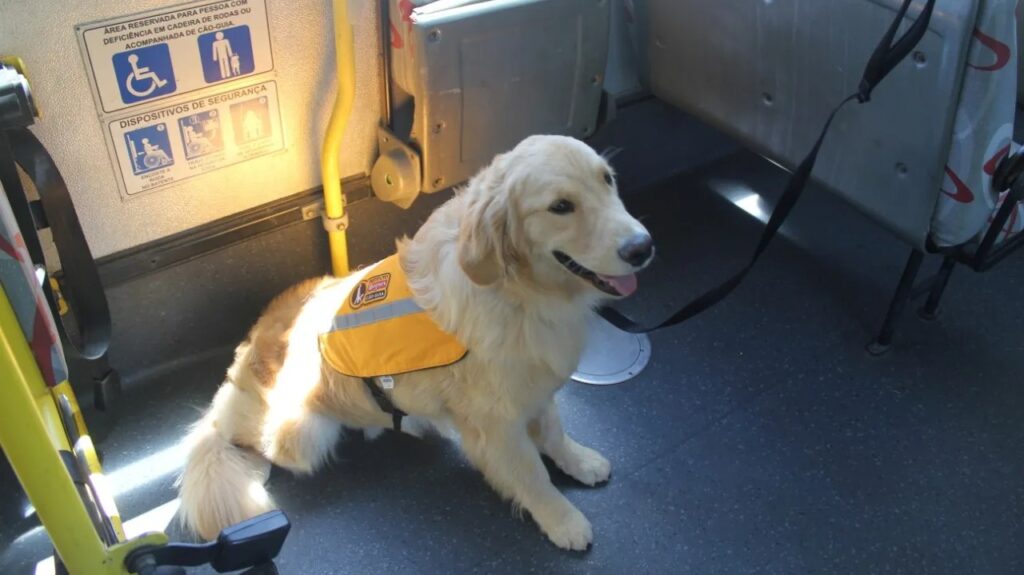Imagem Ilustrando a Notícia: Câmara aprova lei que regulamenta entrada de cães-guias em ônibus e táxis de Goiânia