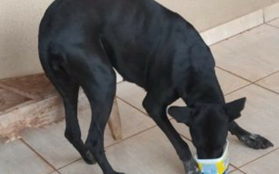 Imagem Ilustrando a Notícia: Homem é preso por publicar vídeo abusando sexualmente de cadela, em Diorama