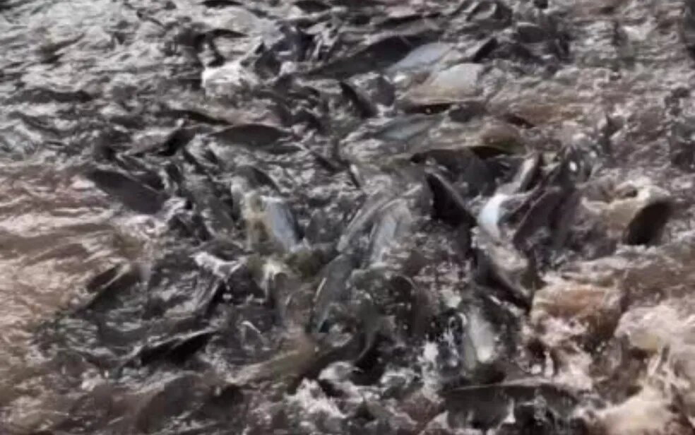 Imagem Ilustrando a Notícia: Vídeo: cardume gigante é visto no Rio Araguaia