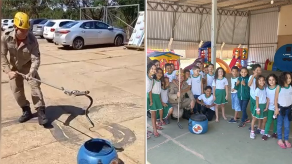 Imagem Ilustrando a Notícia: Bombeiros retiram cobra caninana escondida em jardim de escola infantil de Luziânia
