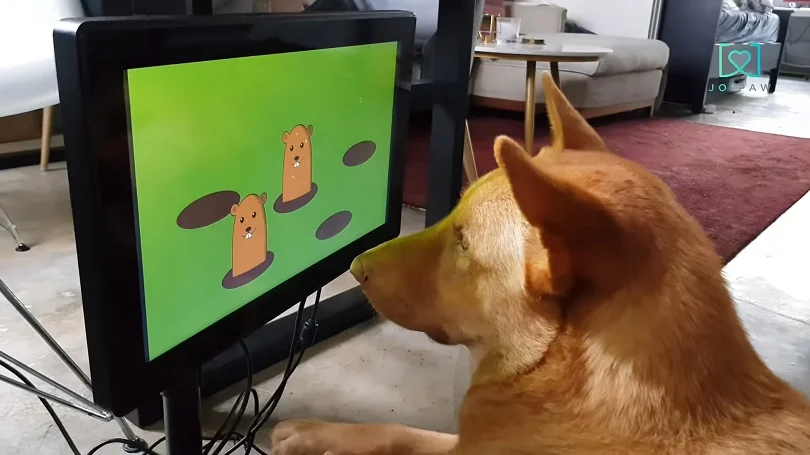 Imagem Ilustrando a Notícia: Startup testa videogame para cachorros