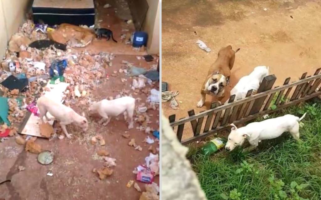 Imagem Ilustrando a Notícia: Três tutores são indiciados após abandonar animais em residência de Goiânia