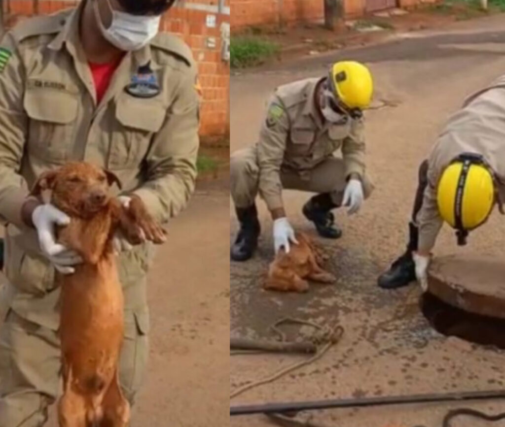 Imagem Ilustrando a Notícia: Bombeiros resgatam cachorro que caiu em galeria de água pluvial, em Formosa