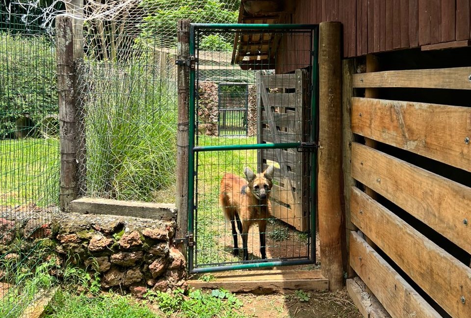 Imagem Ilustrando a Notícia: Lobos-guará recebem novo recinto no Parque Zoológico
