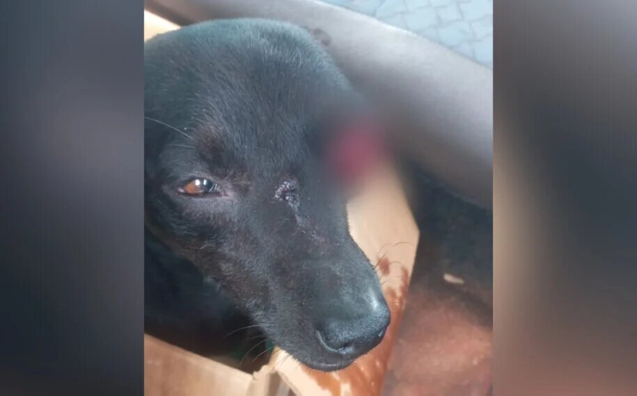Imagem Ilustrando a Notícia: Vereador é preso suspeito de atirar contra rosto de cachorro, em Itajá
